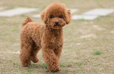 泰迪犬怎么训练比较好?掌握几点秒变“哮天犬”