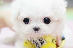 茶杯犬吃什么食物？按年龄段是这样的