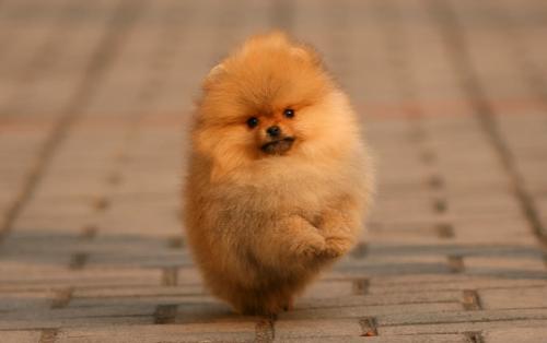 博美犬爱叫怎么办？ 技巧在手不再担心