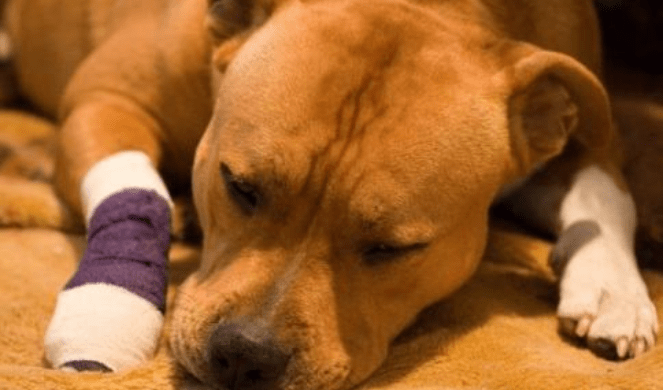 狗狗挫伤怎么治疗,这几种是常见的解决方案