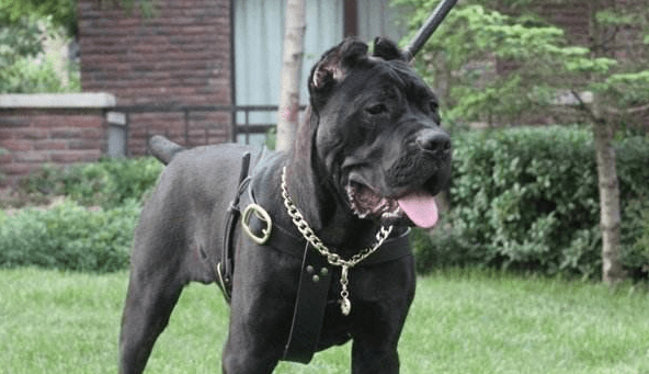 卡斯罗犬怎样训练? 这些训练方法可算是找对了