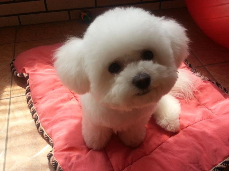 比熊犬的特点,主要是以下这几点
