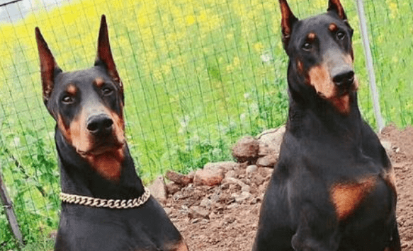 杜宾犬怎么训练？这几种方法可以尝试