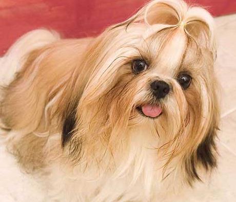 西施犬吃什么,这些讲究你了解吗