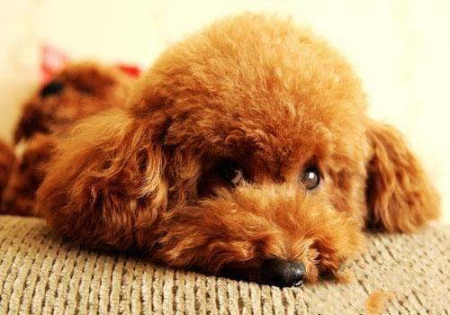 泰迪毛色变浅怎么办?先从这几个方面找找原因