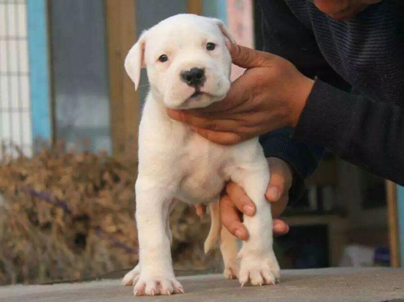 杜高犬护主吗?别怀疑它们的忠诚