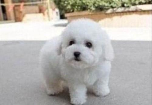 比熊幼犬怎么看纯不纯?观察这几处地方