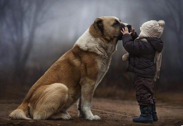 这50种狗不能养了?新乡各界人士谈“狗事儿”