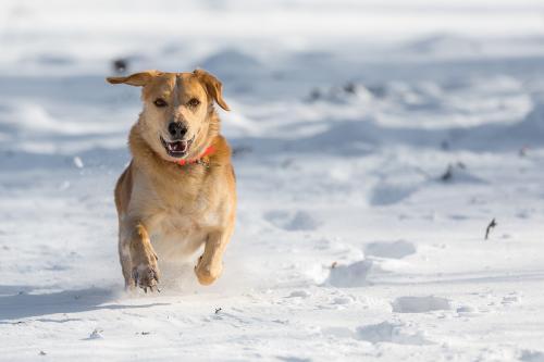 成年拉布拉多喂养方法，重要的就是把握好这些方面