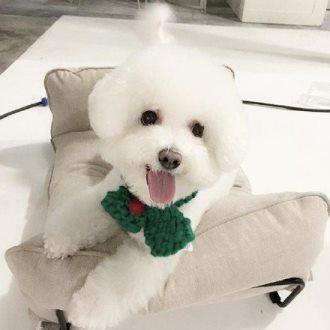 狗发烧吃什么药,别急着用药,先找找原因