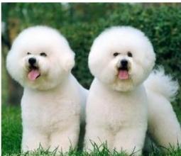 比熊掉毛吗,护理得当没关系