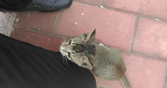 猫为什么喜欢蹭人?可能跟猫咪的天性有关