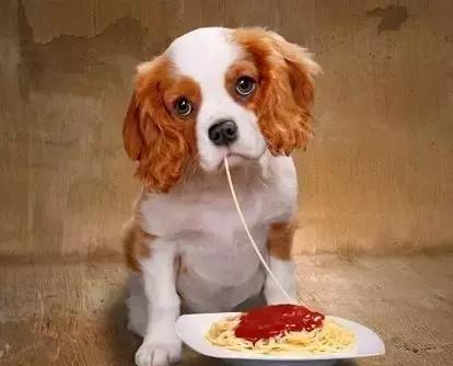 小狗拉肚子怎么办,几招教你不慌乱