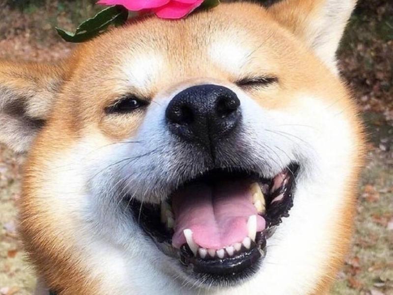 柴犬会咬主人吗?毕竟是狗子,也会有脾气的时候