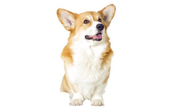 狗狗怀孕的症状,很明显的一些方面