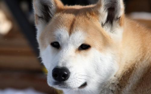秋田犬怎么训练?来点有难度的