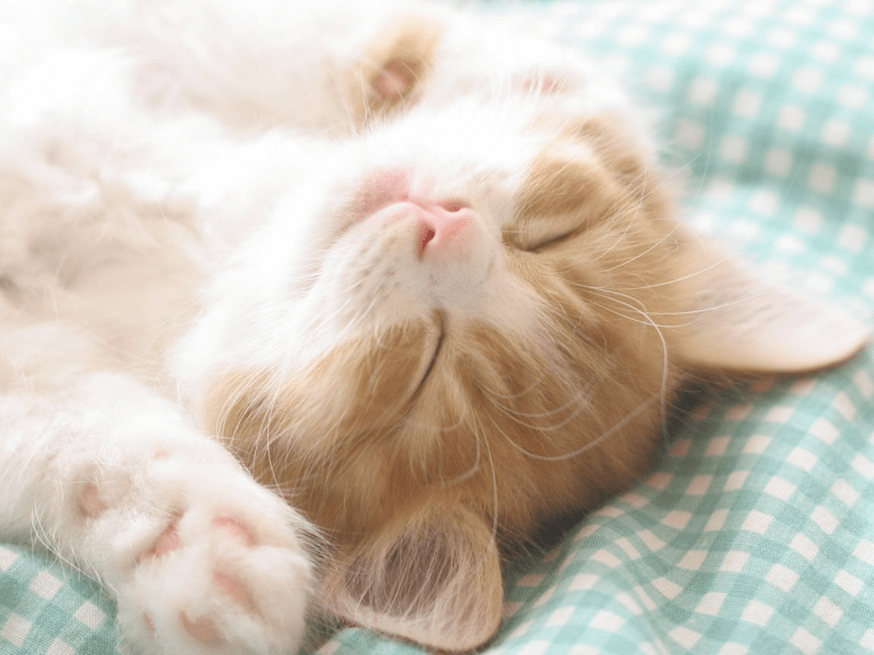 猫咪内脏受损的表现,主要体现在这里