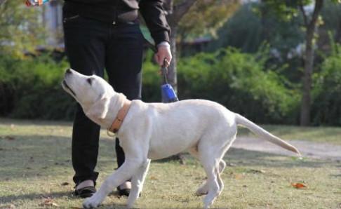 拉布拉多不能吃什么?不能吃的要坚决禁止