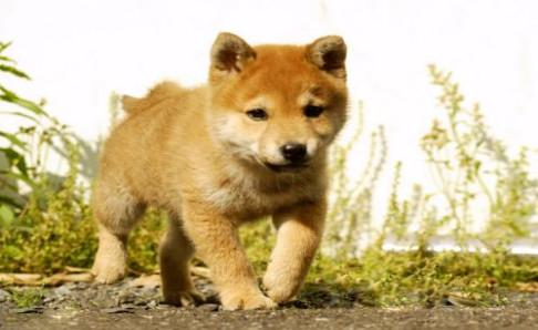 柴犬和秋田犬的价格,多方面对比