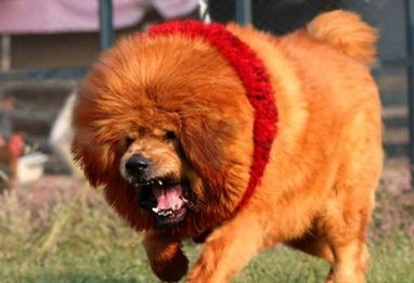 藏獒会不会咬主人?这些情况要注意