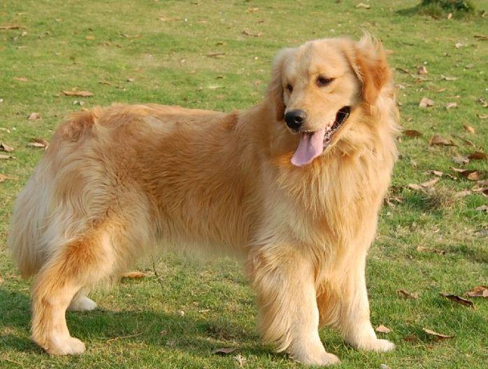 成犬金毛吃什么狗粮好?为了那顺畅的被毛可以这样喂