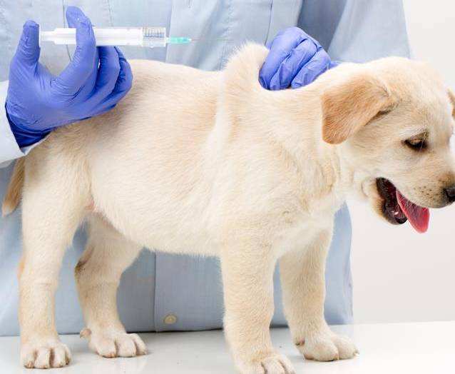 狗狗要打哪些疫苗？疫苗全攻略都在这