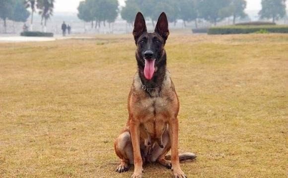 马犬和狼青哪个好?你喜欢的是哪一个