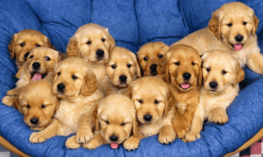 金毛犬属于大型犬吗?光看体型还不够