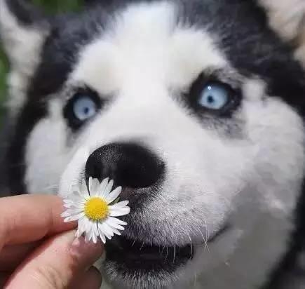 狗狗得了犬瘟热怎么办,这个要分轻重缓急来决定