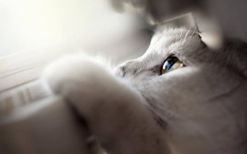 如何让猫咪喜欢你?爱一定是相互性的