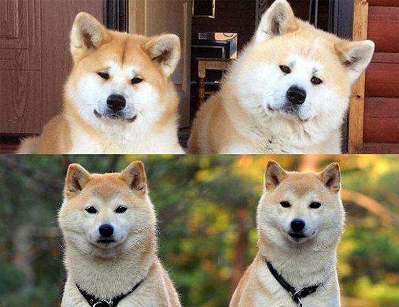 秋田和柴犬哪个贵?比比就知道了