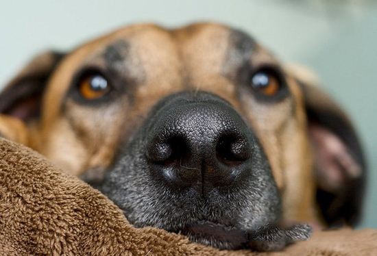 狗鼻子为什么是湿的？这五种情况是属于正常