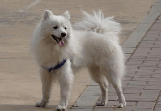 牧羊犬训练教程,先从最基本的开始