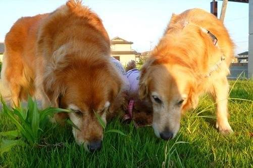 狗吃草是什么原因?这些原因你可能想不到