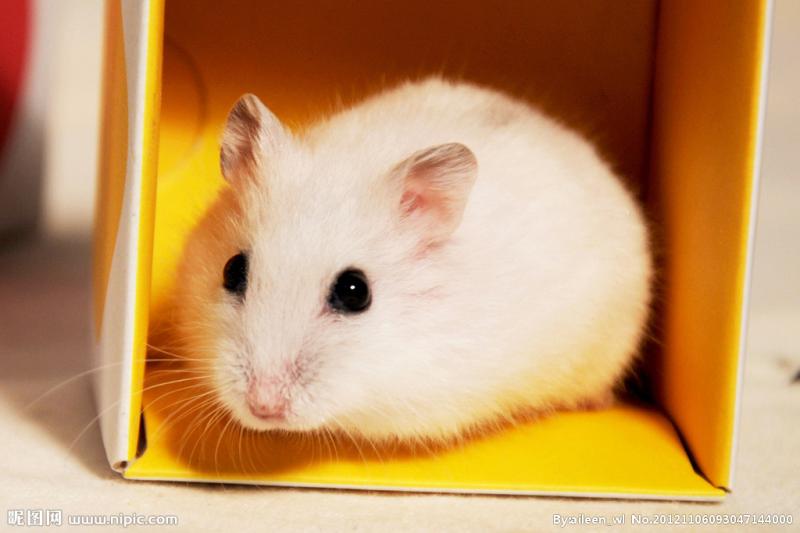 什么宠物狗好养又干净?看看这三种