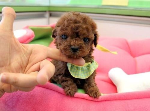 茶杯贵宾价格,后悔知道的太迟了