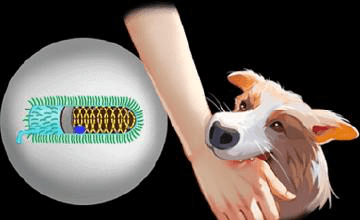 狂犬病潜伏期多久~不要耽误医治良时