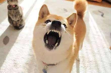 小狗几个月换牙?大多数狗子都有大概时间的