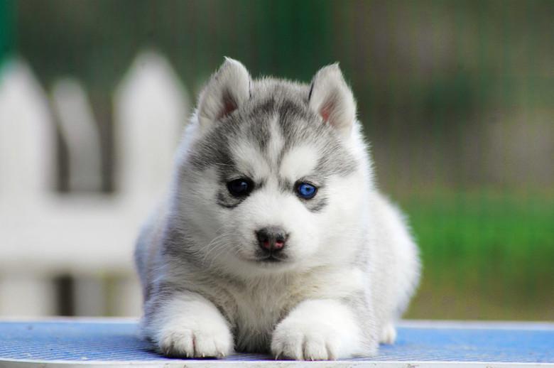 哈士奇咬人吗?正常情况下是不咬人的