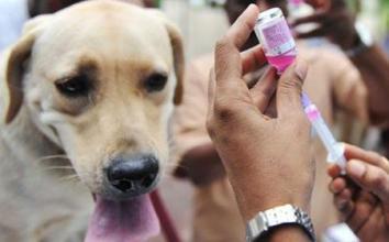 狂犬病多久发作？搞清楚这些很重要