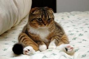 猫可以活多少年？正常情况下是这样的