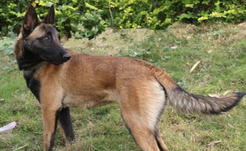 马犬为什么喜欢咬主人?可能是训练不够