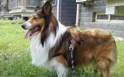 怎么训练喜乐蒂  排便习惯一招养成