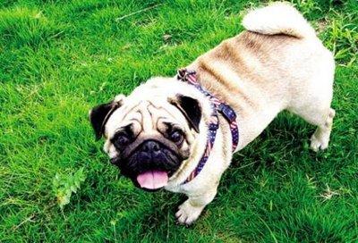 狗狗子宫积脓能自愈吗?先搞懂具体是怎么回事吧