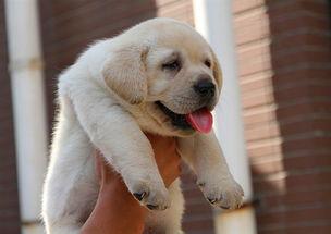 怎么选拉布拉多幼犬?除了精神气还有这些