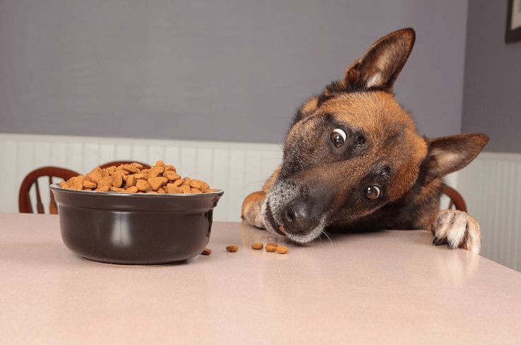 狗粮怎么泡,关键是方法要找对!