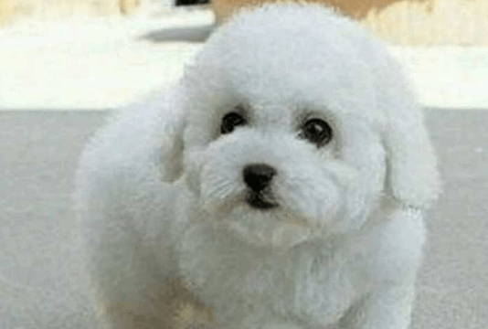 比熊犬怎么训练,掌握这些搞定它并不难