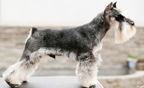 雪纳瑞为什么要断尾?不单单为了美观