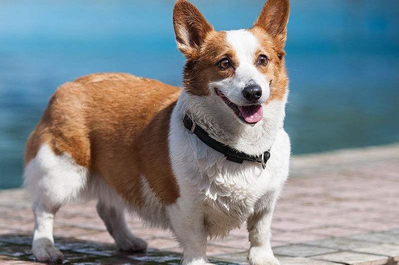 柯基犬适合家里养吗?别急着养先看完这些