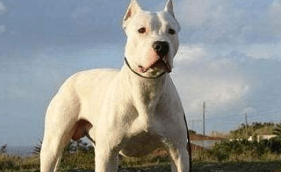 杜高犬怎样训练?易训的方法教给你